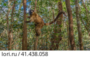 Cute common brown lemur Eulemur albifrons is sitting on a tree, holding onto the trunk with his paws. Fluffy fur, long tail, shiny eyes are visible. Madagascar. Vakona Forest Reserve. Стоковое фото, фотограф Вера Ивановна Кубарева / Фотобанк Лори