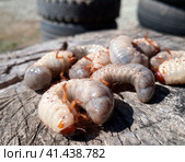Rhino beetle larvae on an old wood stump. Large larvae of rhinoceros beetle. rhinoceros beetle. Стоковое фото, фотограф Леонид Еремейчук / Фотобанк Лори