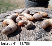 Rhino beetle larvae on an old wood stump. Large larvae of rhinoceros beetle. rhinoceros beetle. Стоковое фото, фотограф Леонид Еремейчук / Фотобанк Лори