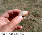 rhinoceros beetle, Rhino beetle larvae in a mans hand. Large beetle larva. Стоковое фото, фотограф Леонид Еремейчук / Фотобанк Лори