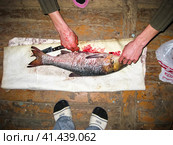 Dicing fish on the floor. Sazan river. Стоковое фото, фотограф Леонид Еремейчук / Фотобанк Лори