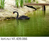 Swans in the pond. A flock of swans. Стоковое фото, фотограф Леонид Еремейчук / Фотобанк Лори