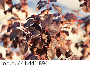 Shrub viburnum leaf, red diablo variety. Стоковое фото, фотограф Володина Ольга / Фотобанк Лори
