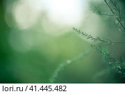 Asparagus plant in dew drops. natural background with copy space. Стоковое фото, фотограф Ольга Ильина / Фотобанк Лори