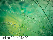 Asparagus plant in dew drops. natural background, relaxation. Стоковое фото, фотограф Ольга Ильина / Фотобанк Лори
