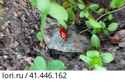 Bright red beetle Lilioceris lilii crawls on the green grass. lily rattle, a beautiful insect. Стоковое фото, фотограф Ирина Самойлова / Фотобанк Лори