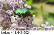 Жук бронзовка золотистая (Cetonia aurata) взлетает с цветка сирени. Стоковое видео, видеограф Mixail59 / Фотобанк Лори