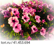 Pink and purple petunias on the flowerbed. Lush flowering of summer flowers. Petunia or Petunia is a genus of herbaceous or semi-shrubby perennial plants in the family Solanaceae. Light vignetting. Стоковое фото, фотограф Юлия Петровская / Фотобанк Лори