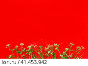 Flowers of shepherds purse on a red background. Copy space for text. Card for the holiday. Red backdrop. White shepherds purse Capsella bursa-pastoris, plant of the mustard family Brassicaceae. Стоковое фото, фотограф Юлия Петровская / Фотобанк Лори