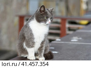 Fluffy white and grey homeless street cat with green eyes is sitting on the parapet of a residential building. Homeless or domestic animals concept. Пушистый бело-серый бездомный уличный кот с зелеными глазами сидит на парапете жилого дома. Концепция бездомных или домашних животных. Стоковое фото, фотограф Дмитрий Березнев / Фотобанк Лори