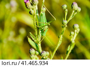 Isophya on the stems of the tubercle. Wingless grasshopper Isoph. Стоковое фото, фотограф Леонид Еремейчук / Фотобанк Лори
