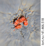 Close up macro Red velvet mite or Trombidiidae. Стоковое фото, фотограф Леонид Еремейчук / Фотобанк Лори