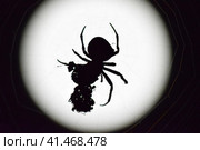 Araneus Spider on background of the moon. Стоковое фото, фотограф Леонид Еремейчук / Фотобанк Лори