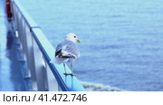 a sea gull sits on the railing of the ship during the voyage. Стоковое видео, видеограф Андрей Знаменский / Фотобанк Лори
