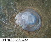Dead jellyfish in the shallow waters of seashore. Jellyfish Rhizostomeae. Стоковое фото, фотограф Леонид Еремейчук / Фотобанк Лори