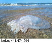 Dead jellyfish in the shallow waters of seashore. Jellyfish Rhizostomeae. Стоковое фото, фотограф Леонид Еремейчук / Фотобанк Лори