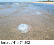 Dead jellyfish in the shallow waters of seashore. Jellyfish Rhizostomeae. Стоковое фото, фотограф Леонид Еремейчук / Фотобанк Лори