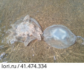 Dead jellyfish in the shallow waters of seashore. Jellyfish Rhizostomeae. Стоковое фото, фотограф Леонид Еремейчук / Фотобанк Лори