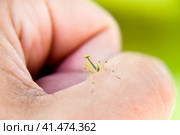 Larva of the mantis. Nymph mantis, Growing insect. Стоковое фото, фотограф Леонид Еремейчук / Фотобанк Лори
