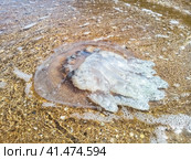Dead jellyfish in shallow water. Jellyfish Rhizostoma root rope, thrown to the shore of the sea. Dead jellyfish. Стоковое фото, фотограф Леонид Еремейчук / Фотобанк Лори
