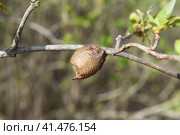 Ootheca hierodula transcaucasica on a branch. Стоковое фото, фотограф Леонид Еремейчук / Фотобанк Лори