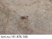 Single red bug on the roofing material. Стоковое фото, фотограф Леонид Еремейчук / Фотобанк Лори