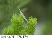 Green locusts, orthoptera insect. Стоковое фото, фотограф Леонид Еремейчук / Фотобанк Лори