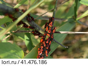 Red bugs in the grass. Стоковое фото, фотограф Леонид Еремейчук / Фотобанк Лори