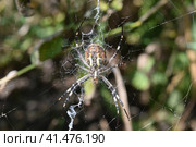 Argiopa Spider on the web. Стоковое фото, фотограф Леонид Еремейчук / Фотобанк Лори