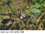 Argiopa spider crawling on the dry grass. Стоковое фото, фотограф Леонид Еремейчук / Фотобанк Лори
