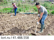 Amateur gardener hoeing soil before seedlings planting. Стоковое фото, фотограф Яков Филимонов / Фотобанк Лори