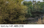 The dried-up streambed is visible in the shady jungle. Thickets of sprawling green trees on stony soil. Blue sky. India. Ranthambore National Park. Стоковое фото, фотограф Вера Ивановна Кубарева / Фотобанк Лори