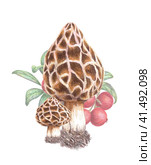 Composition with mushrooms morels and berries drawn with pencils and isolated on a white background. Стоковая иллюстрация, иллюстратор Елена Изумрудова / Фотобанк Лори