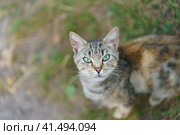 Portrait of gray cat. Three color gray, red and white beautiful cat sitting on city street, looking at camera keenly. Summer day time. Animals' theme. His glance is as sharp, piercing as gimlet. Стоковое фото, фотограф YuryKara / Фотобанк Лори