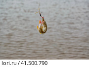 Маленькая щучка на рыболовном крючке на фоне реки. Речная рыбалка.Fish pike on fishing hook spinning on river water background, summer fishing. Стоковое фото, фотограф Любовь Демус / Фотобанк Лори