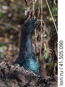 Глухарь (лат. Tetrao urogallus) Стоковое фото, фотограф Бородкин Андрей / Фотобанк Лори