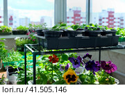 Seedlings on the balcony. Gardening. Shoots and plants, growing,windowsill. Стоковое фото, фотограф Терехова Марина / Фотобанк Лори