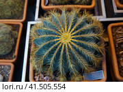 Beautiful exotic cactus in a pot closeup. Стоковое фото, фотограф Ирина Вершинская / Фотобанк Лори
