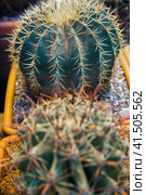 Ferocactus peninsulae and other varieties of cactus in pots. Стоковое фото, фотограф Ирина Вершинская / Фотобанк Лори