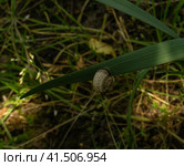 Small snail on a green blade of grass close-up. Стоковое фото, фотограф Tae Mi / Фотобанк Лори