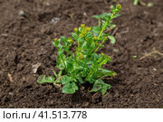 Common winter cress yellow flowers. Стоковое фото, фотограф Ольга Сейфутдинова / Фотобанк Лори