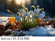 Early spring concept. Flowers snowdrops in garden, sunlight. First beautiful snowdrops in spring. Common snowdrop blooming. Galanthus nivalis bloom in spring forest. Snowdrops close up. Стоковое AI-изображение, AI-художник Ирина Михайличенко / Фотобанк Лори
