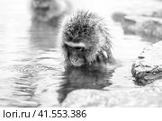 Snow monkey (Macaca fuscata) from Jigokudani Monkey Park in Japan, Nagano Prefecture. Cute Japanese macaque sitting in a hot spring. (2010 год). Стоковое фото, фотограф VittoriaChe / Фотобанк Лори