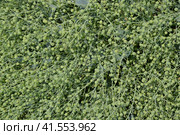 Green fruits of seaside katran. A plant on the shores of the Azov and Black Seas. Crambe maritima. Стоковое фото, фотограф Леонид Еремейчук / Фотобанк Лори