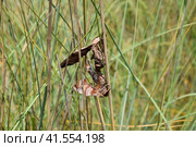 Mating of two butterflies of Sphingidae on stalk of grass. Smerinthus ocellata. Стоковое фото, фотограф Леонид Еремейчук / Фотобанк Лори