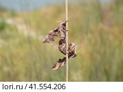 Mating of two butterflies of Sphingidae on stalk of grass. Smerinthus ocellata. Стоковое фото, фотограф Леонид Еремейчук / Фотобанк Лори