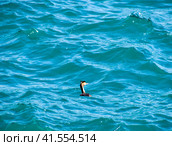 The heron floats in the sea water. Waterfowl. Стоковое фото, фотограф Леонид Еремейчук / Фотобанк Лори