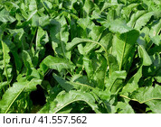 Plant horseradish. Spicy plant in the garden. Horse-radish is common in the garden. Стоковое фото, фотограф Леонид Еремейчук / Фотобанк Лори