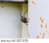 female spider of the crosspiece weaves the net. Spider on the fence. Стоковое фото, фотограф Леонид Еремейчук / Фотобанк Лори