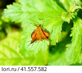 Butterfly red colored sat on a green leaf. Стоковое фото, фотограф Леонид Еремейчук / Фотобанк Лори